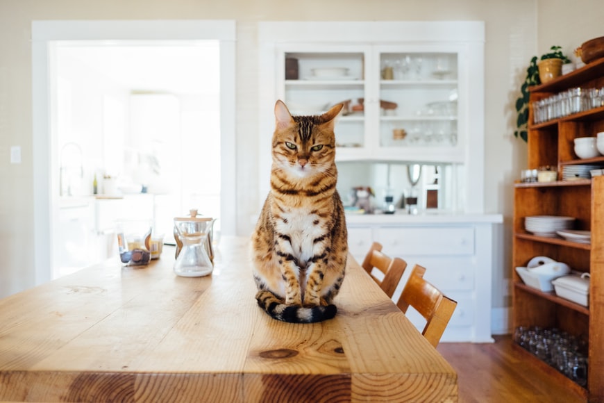 cat