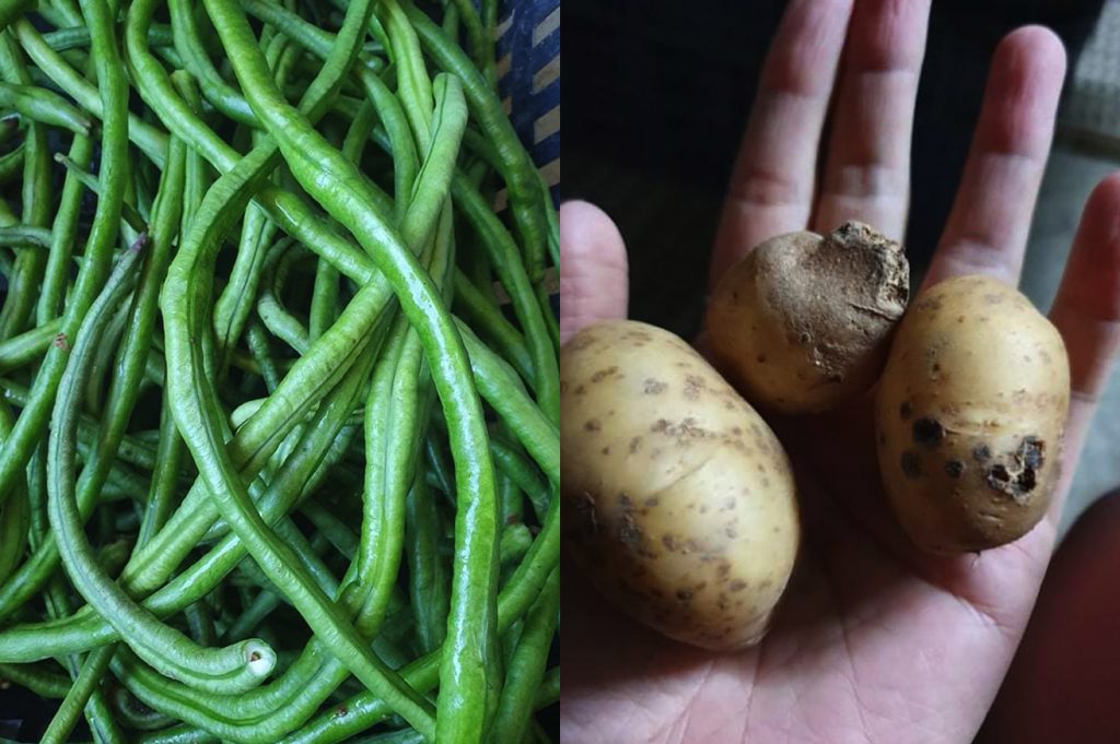 野菜 1 in 『莫汰耐』(もったいない) NG有機蔬菜市場 I’mperfect farmers market