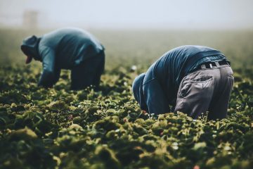 farmers2400 in 【聞こえない移民の叫び】台湾移民の現状