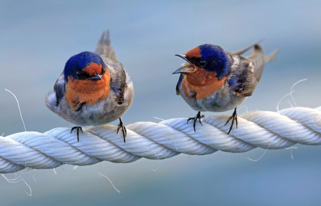 argue in 経験者が語る！日系企業が台湾企業とのコラボで揉める典型パターン ― 現地で見た日系企業の失敗と教訓